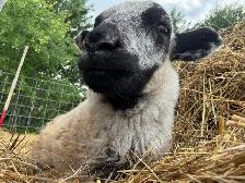 Ram Lambs - Photo 10