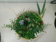 FAUX Plants & Succulents in Frames - Photo 3