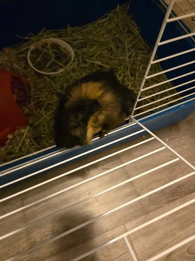 Guinea Pig rehoming