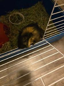 Guinea Pig rehoming