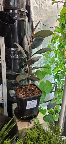 Ficus Elastica Burgundy