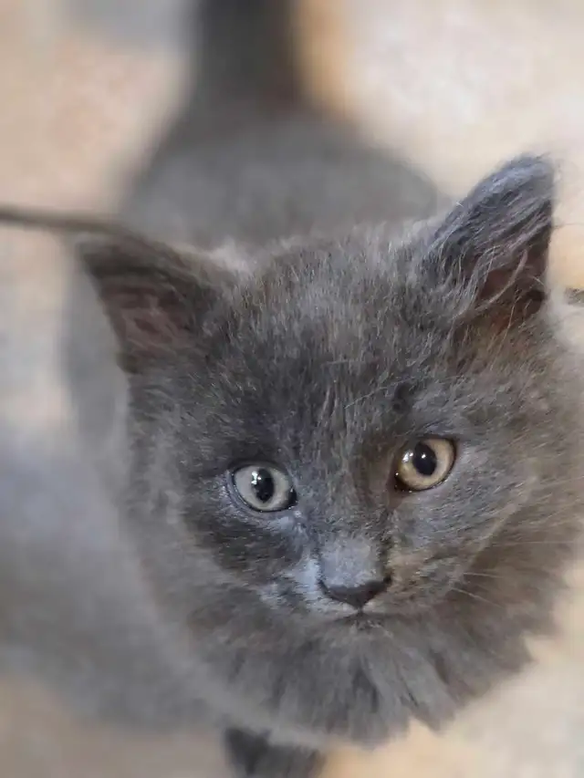 RUSSIAN BLUE/RAGDOLL/BENGAL MIXED KITTENS    $200