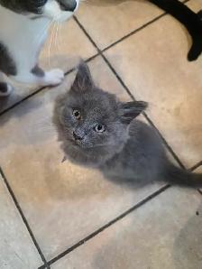 RUSSIAN BLUE/RAGDOLL/BENGAL MIXED KITTENS    $200 - Photo 2