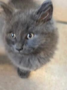 RUSSIAN BLUE/RAGDOLL/BENGAL MIXED KITTENS    $200 - Photo 3