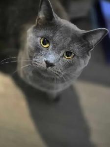 RUSSIAN BLUE/RAGDOLL/BENGAL MIXED KITTENS    $200 - Photo 4
