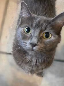 RUSSIAN BLUE/RAGDOLL/BENGAL MIXED KITTENS    $200 - Photo 5