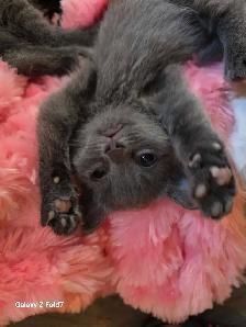 RUSSIAN BLUE/RAGDOLL/BENGAL MIXED KITTENS    $200 - Photo 6