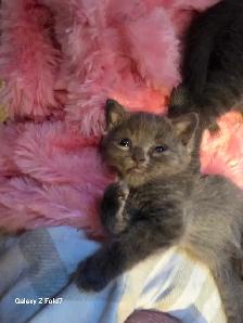 RUSSIAN BLUE/RAGDOLL/BENGAL MIXED KITTENS    $200 - Photo 7