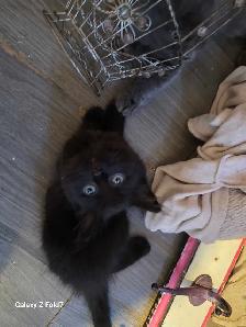 RUSSIAN BLUE/RAGDOLL/BENGAL MIXED KITTENS    $200 - Photo 8