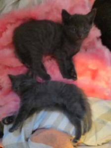 RUSSIAN BLUE/RAGDOLL/BENGAL MIXED KITTENS    $200 - Photo 9