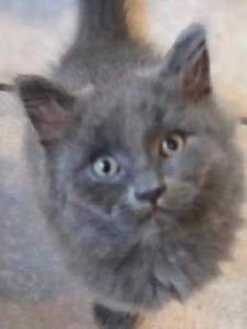 RUSSIAN BLUE/RAGDOLL/BENGAL MIXED KITTENS    $200 - Photo 10