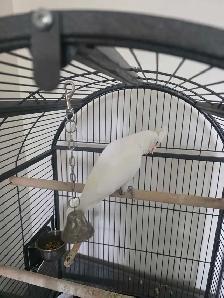 grande vente d été de l Eleveurs Laval d oiseaux exotiques - Photo 2