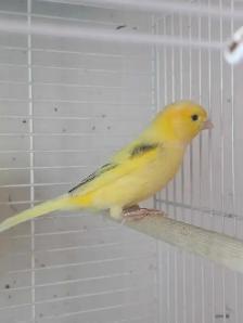 grande vente d été de l Eleveurs Laval d oiseaux exotiques - Photo 3