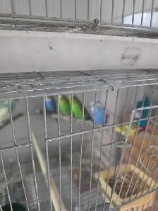grande vente d été de l Eleveurs Laval d oiseaux exotiques - Photo 6