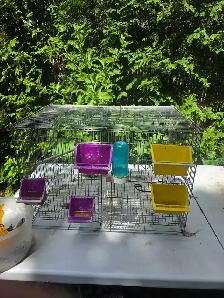 grande vente d été de l Eleveurs Laval d oiseaux exotiques - Photo 10