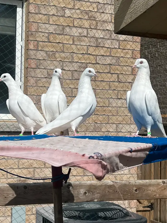 Punjabi Indian Highflyer Pigeons for sale