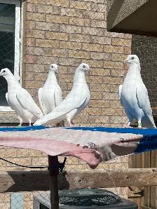 Punjabi Indian Highflyer Pigeons for sale