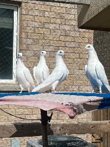 Punjabi Indian Highflyer Pigeons for sale - Photo 2