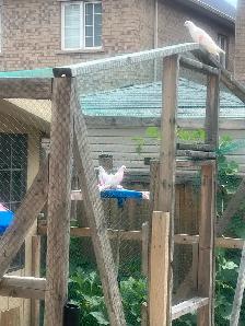 Punjabi Indian Highflyer Pigeons for sale - Photo 3