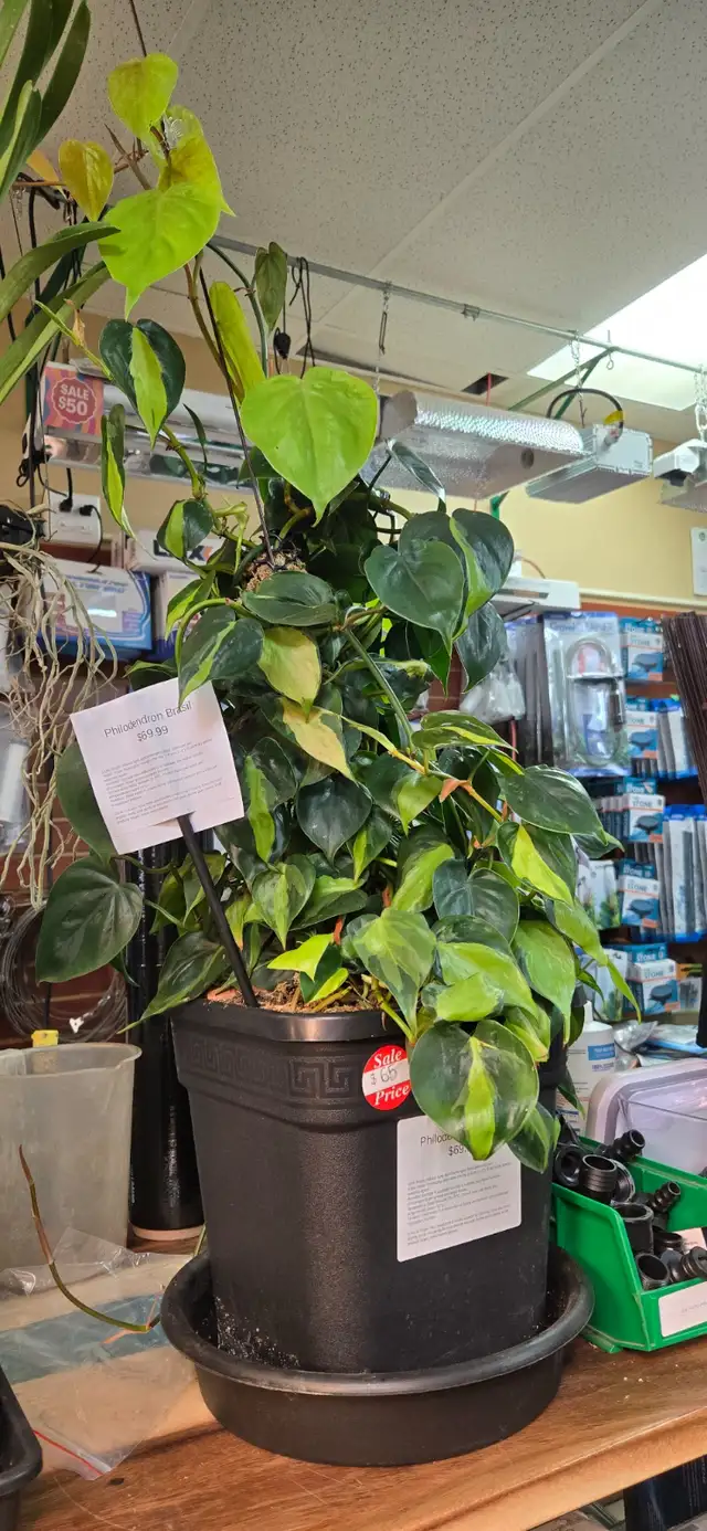 Philodendron Brasil