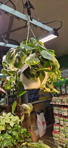 Philodendron Brasil - Photo 2