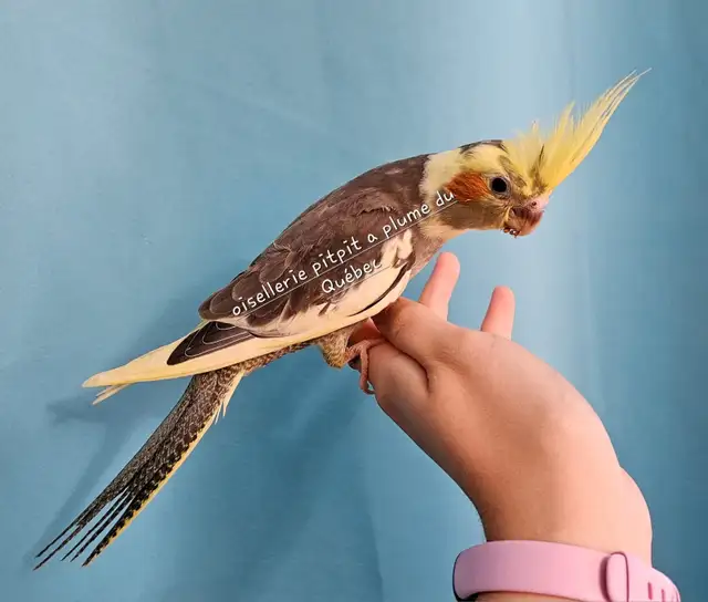 Oiseaux cockatiel