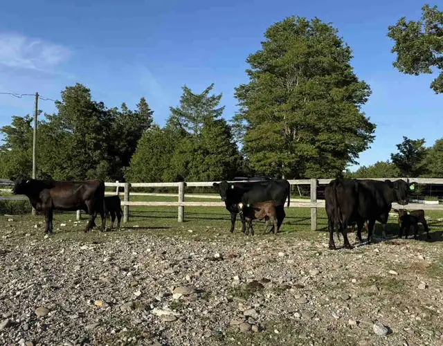 Angus Cow-Calf Pairs For Sale