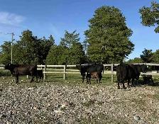 Angus Cow-Calf Pairs For Sale