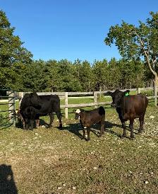 Angus Cow-Calf Pairs For Sale - Photo 2