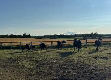 Angus Cow-Calf Pairs For Sale - Photo 3