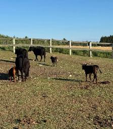 Angus Cow-Calf Pairs For Sale - Photo 4