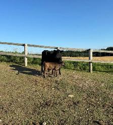 Angus Cow-Calf Pairs For Sale - Photo 5