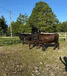 Angus Cow-Calf Pairs For Sale - Photo 6