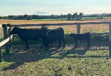 Angus Cow-Calf Pairs For Sale - Photo 7