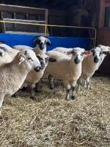 Valais Black Nose Lambs