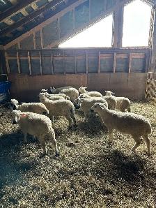 Valais Black Nose Lambs - Photo 2