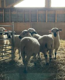 Valais Black Nose Lambs - Photo 4