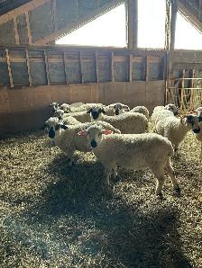 Valais Black Nose Lambs - Photo 5