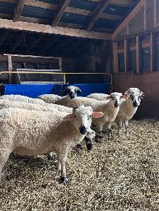 Valais Black Nose Lambs - Photo 6
