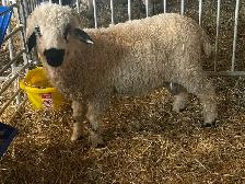 Valais Black Nose Lambs - Photo 7