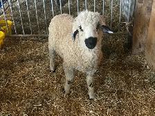 Valais Black Nose Lambs - Photo 8