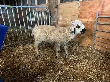 Valais Black Nose Lambs - Photo 9