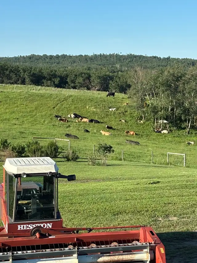 Hiring - Livestock & Feedlot Worker – Sheep, Goats & Cattle