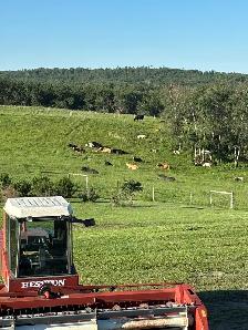 Hiring - Livestock & Feedlot Worker – Sheep, Goats & Cattle