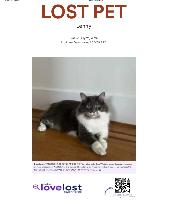 LOST PET - GREY/WHITE / AMERICAN BOBCAT / MALE - $ Reward $