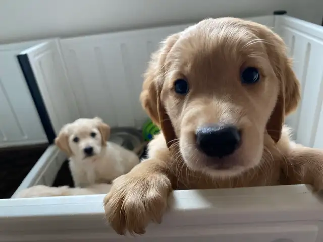 Golden Retriever Puppies