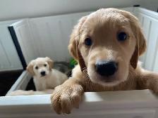 Golden Retriever Puppies