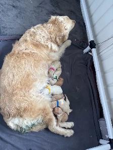 Golden Retriever Puppies - Photo 2