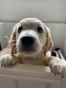 Golden Retriever Puppies - Photo 3