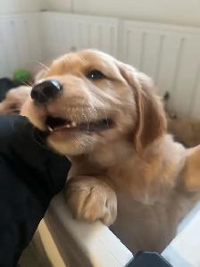 Golden Retriever Puppies - Photo 5